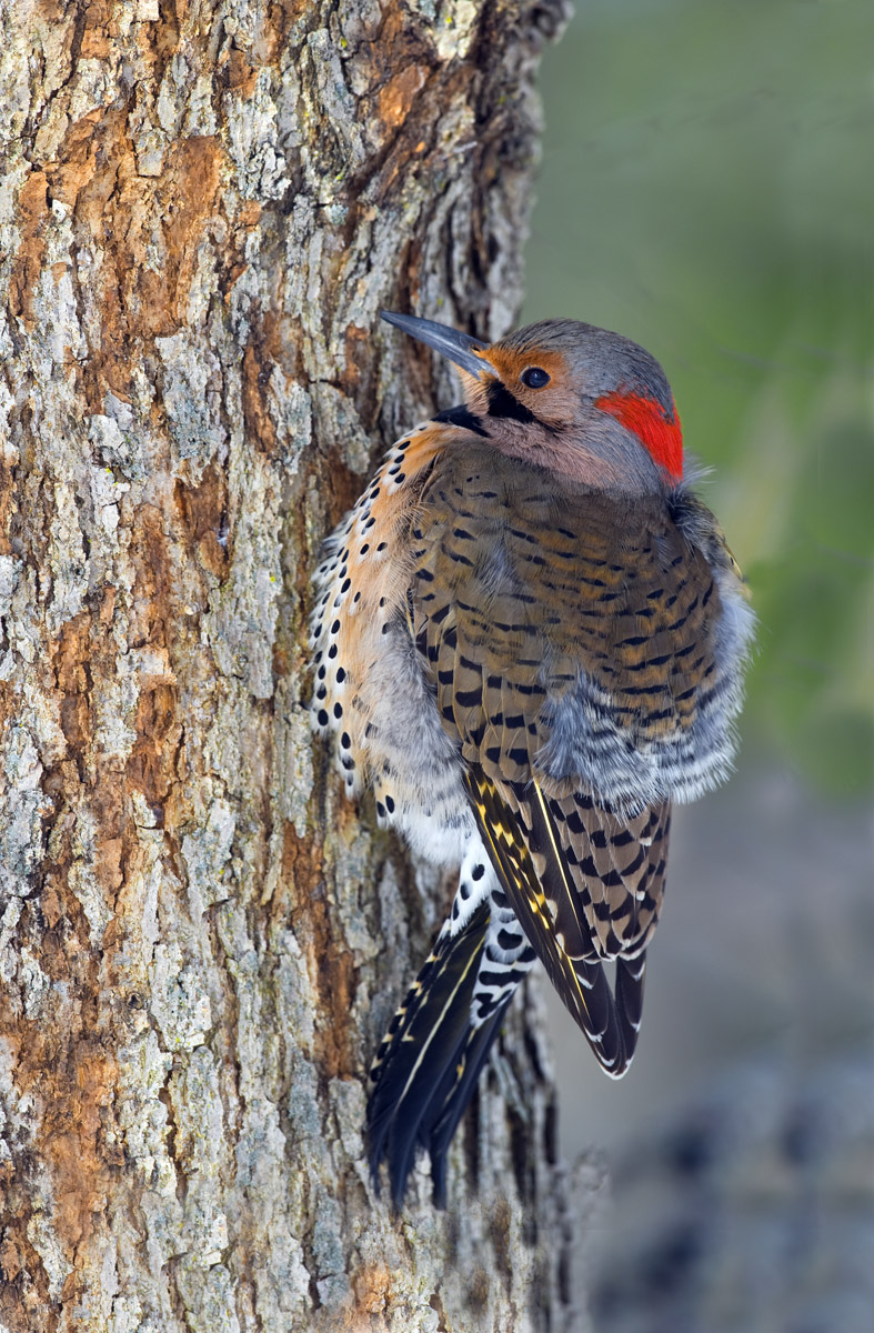 Northern Flicker