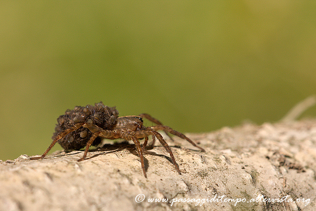 Wolf spider (Lycosa)