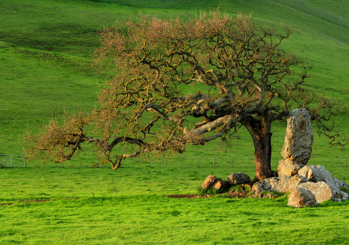 WC #419  Morning Oak