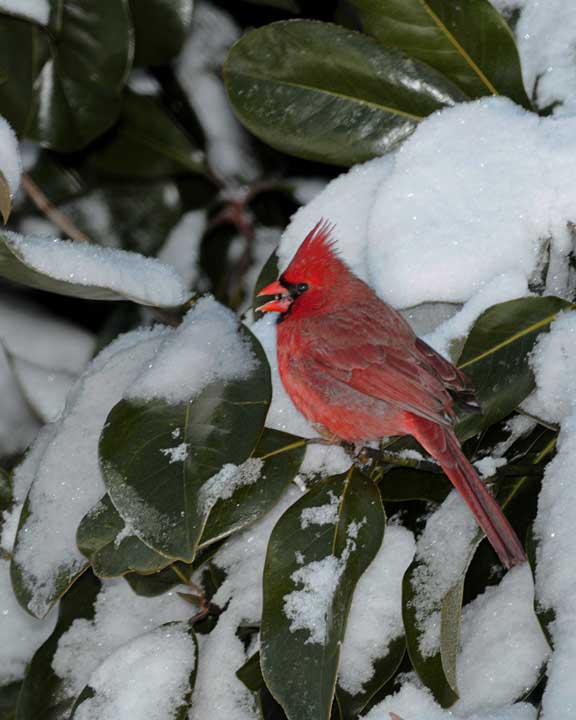 Cardinal in Snow