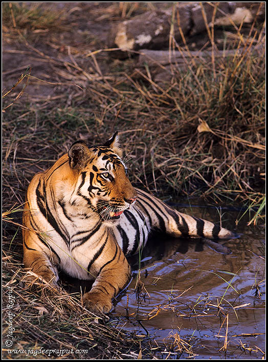 Tiger in the jungle pond
