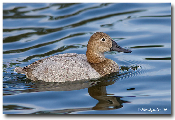Canvasback - Re-post