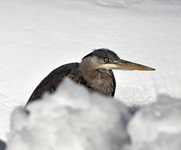 Blue Heron