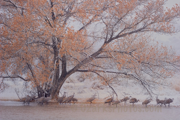 Tree Sheltering Cranes