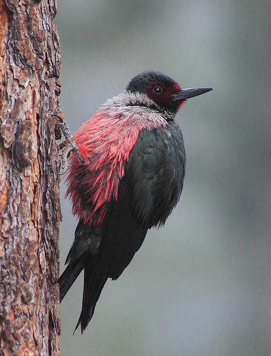 Lady Lewis Woodpecker