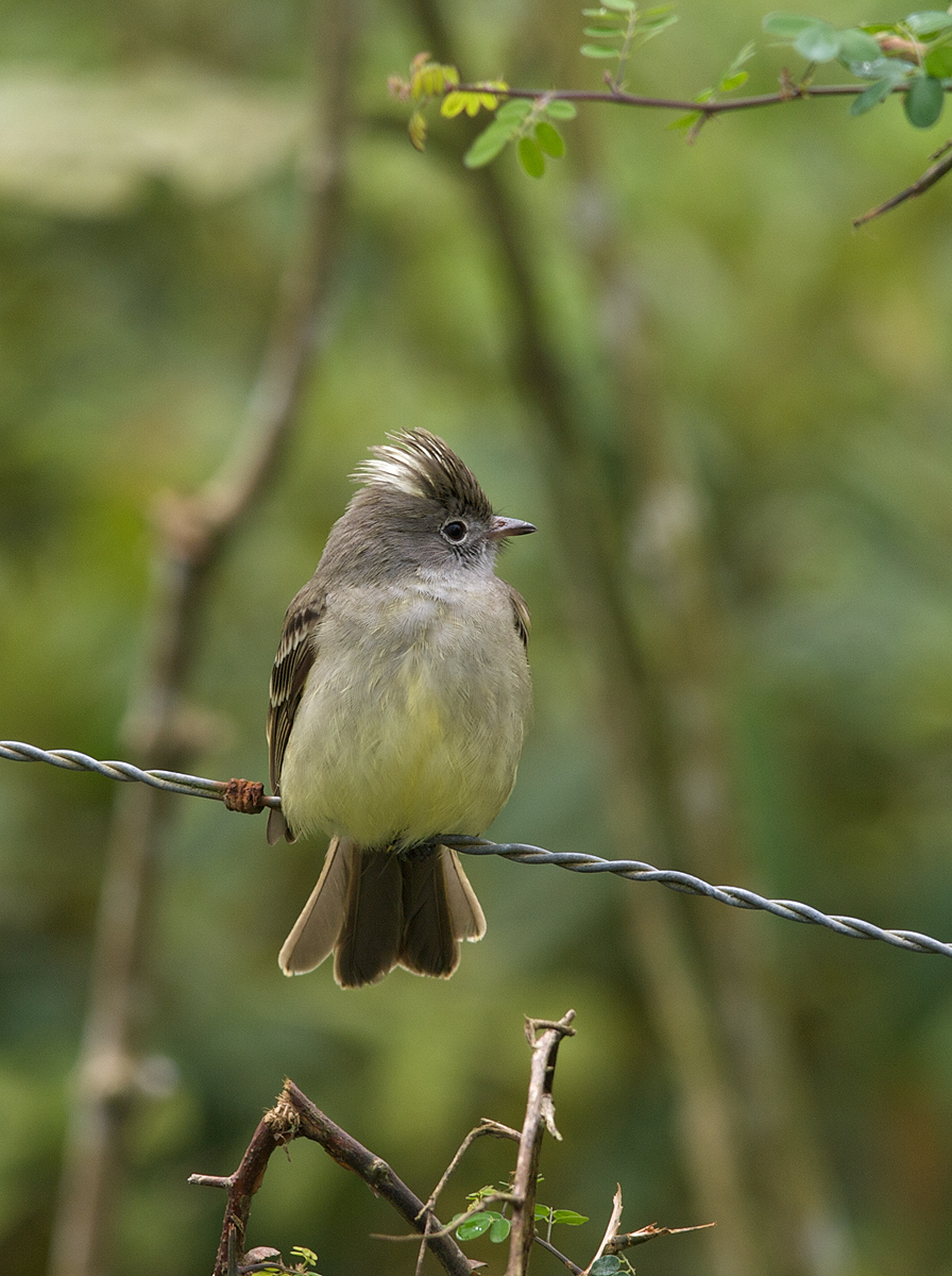 Yellow-bellied Elaenia