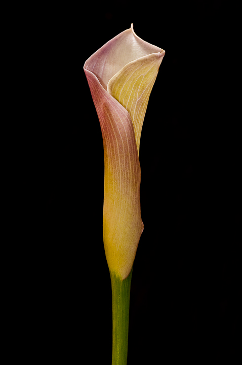 Calla
