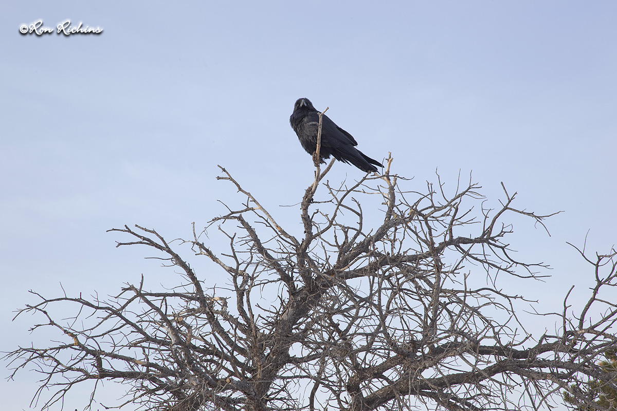 Nevermore