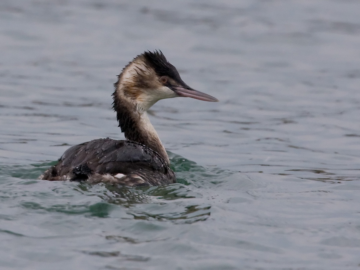 Grebe