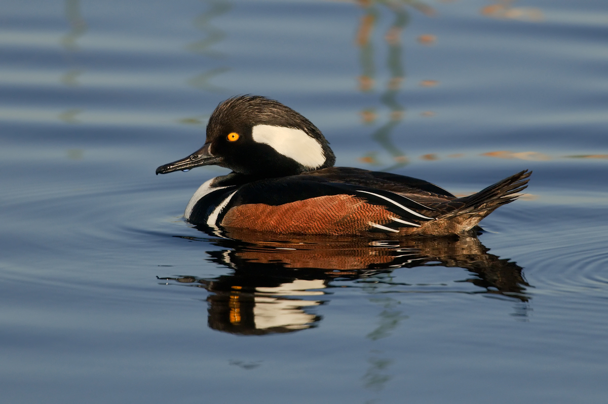 Hooded Merganser 