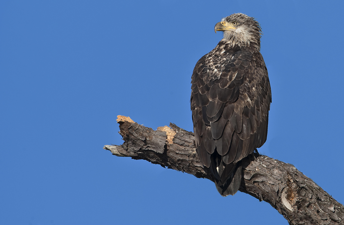 Juvenile Bald Eagle
