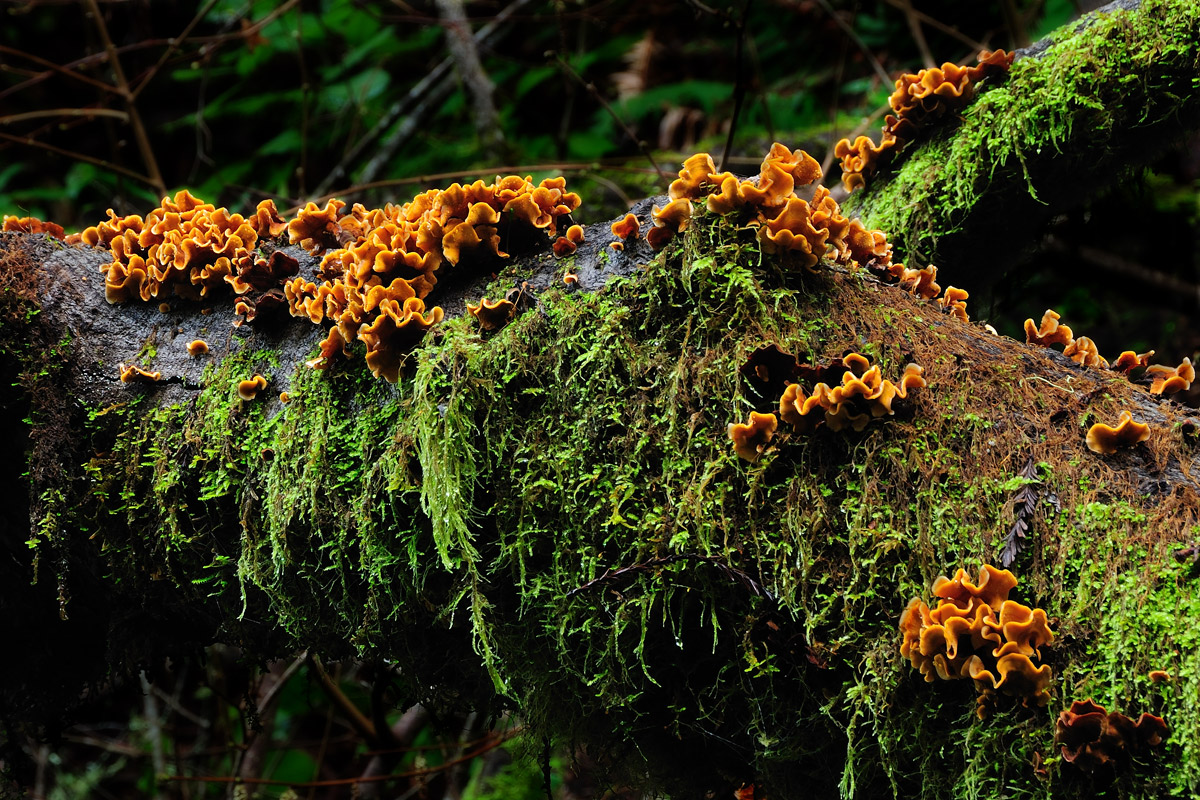 Muir Woods Fungus