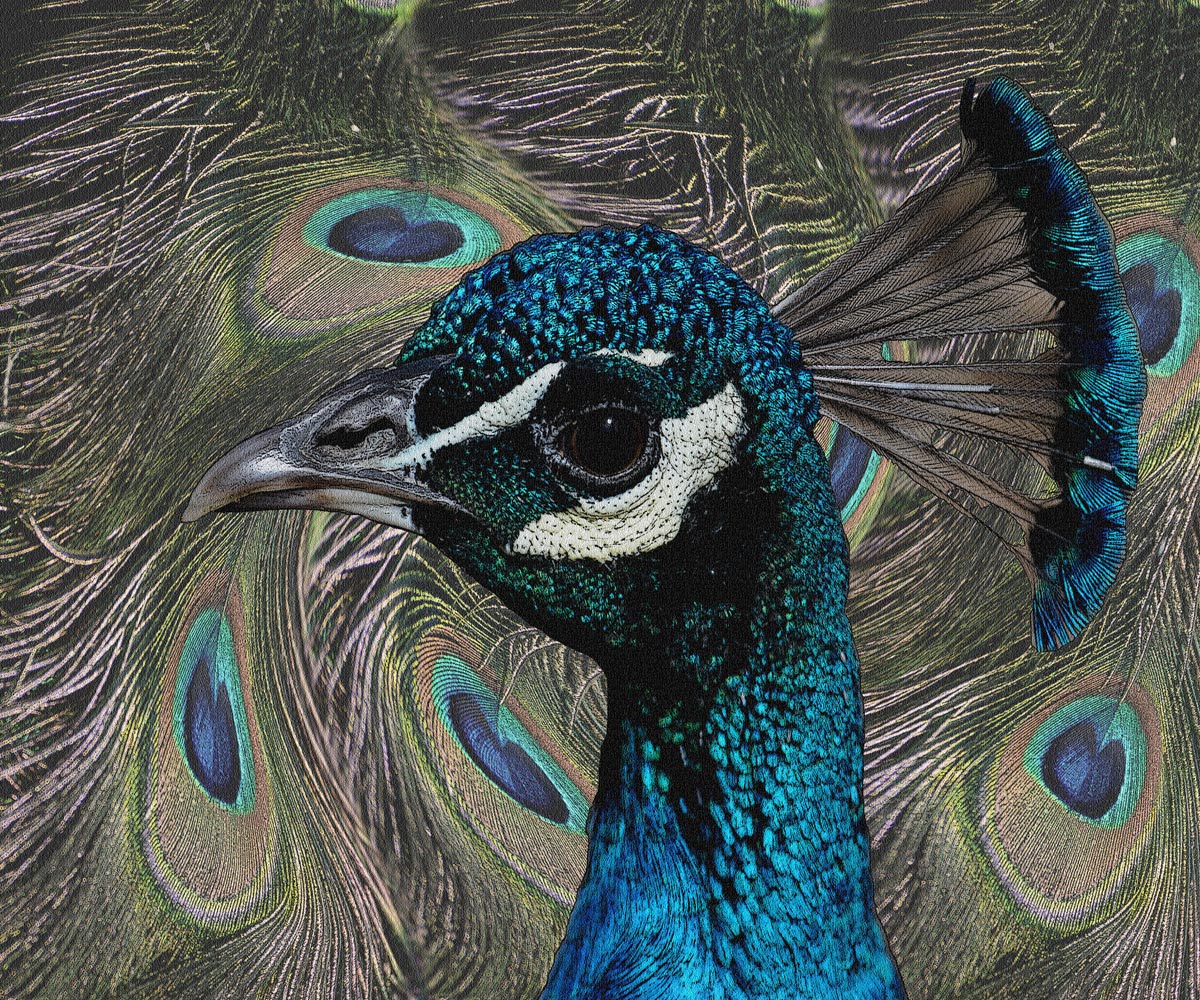 A Peacock's Tale