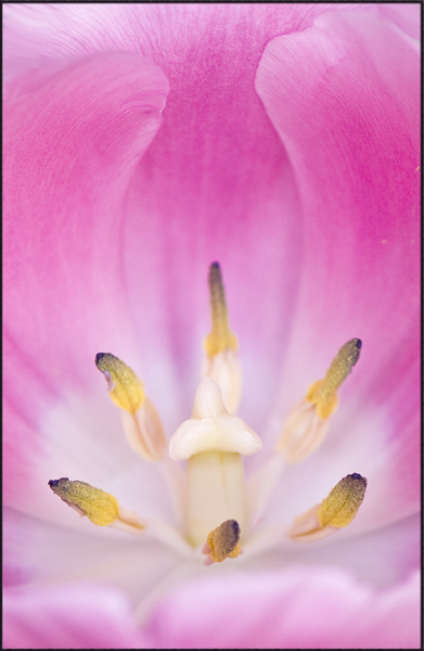 The First Tulip