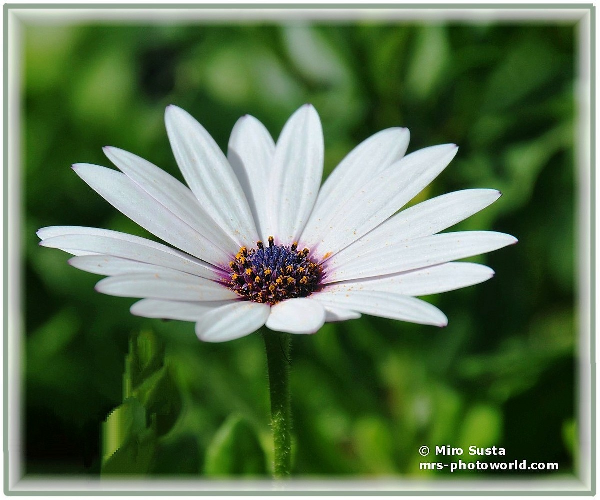 Daisy