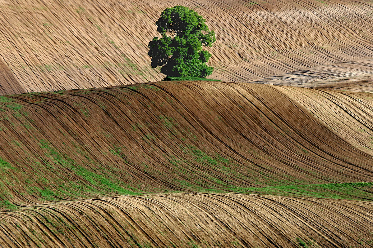 The Lord of the Furrows 