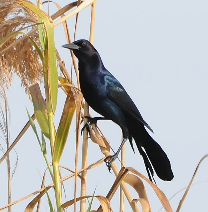 Boat-tailed Grackle