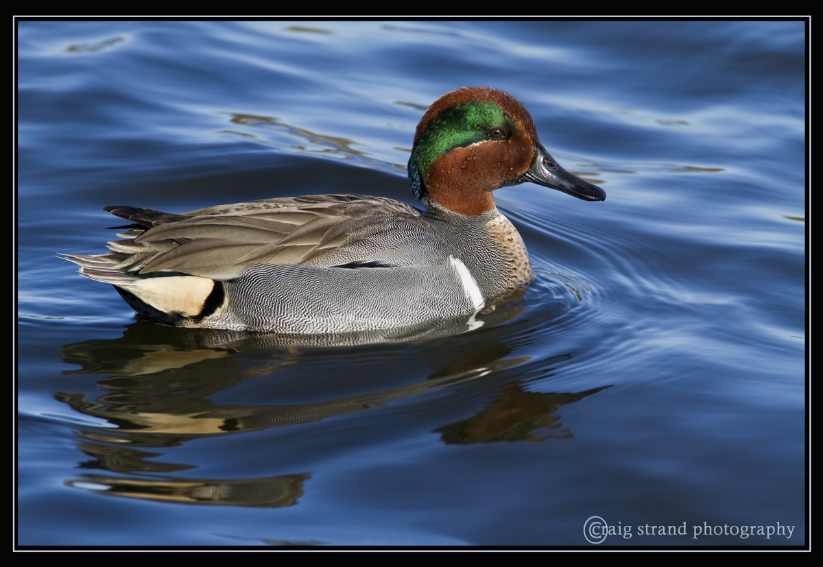 Green Winged Teal