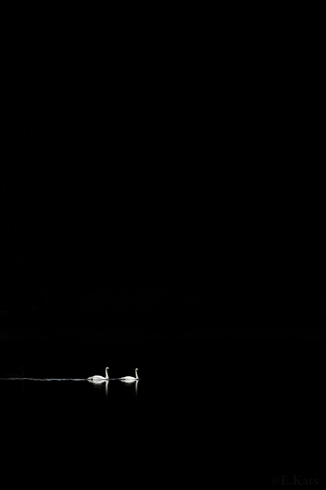 Whoopers in black