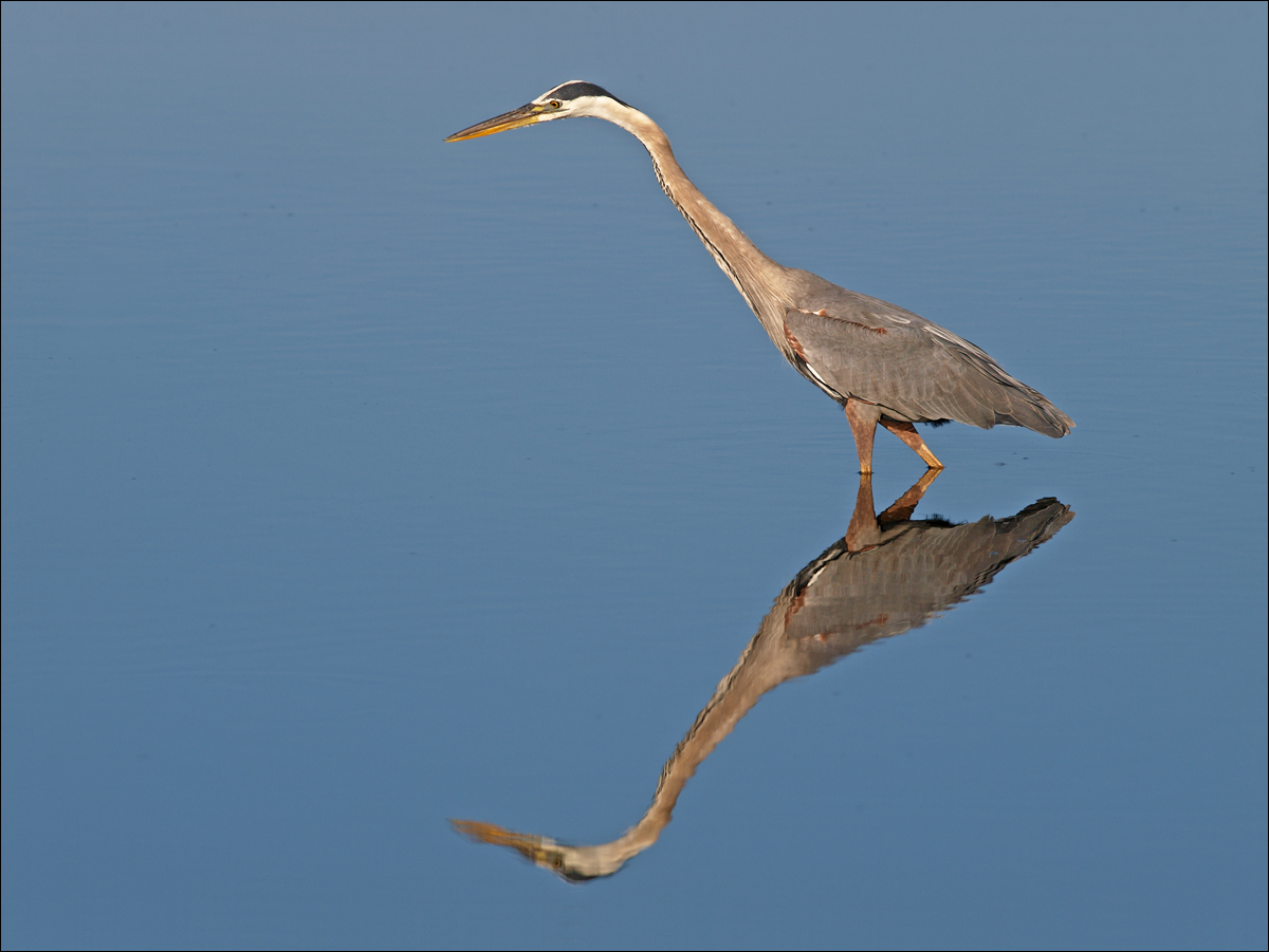 Great Blue on Blue