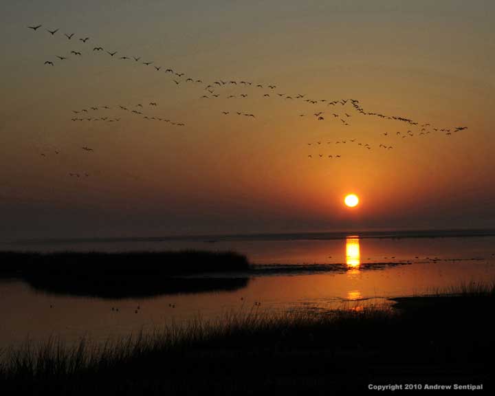 Bombay Hook Sunrise