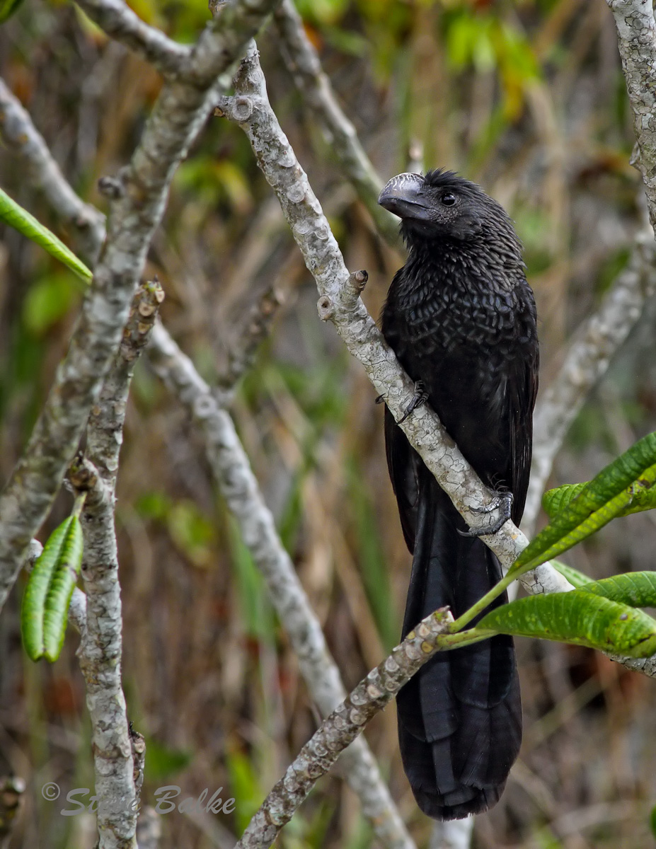 Smooth-billed Ani