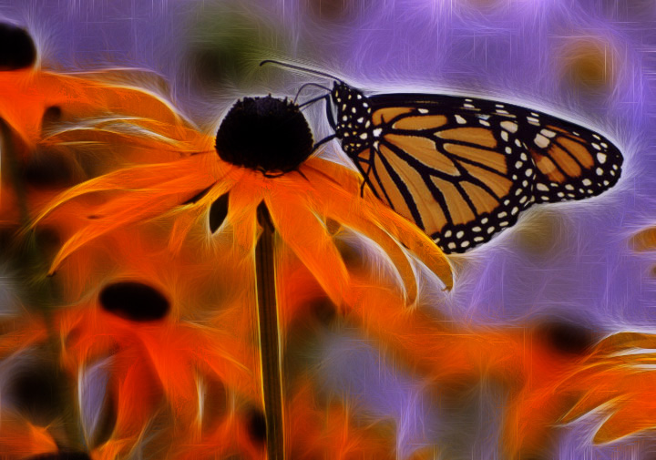 Butterfly Fantasy