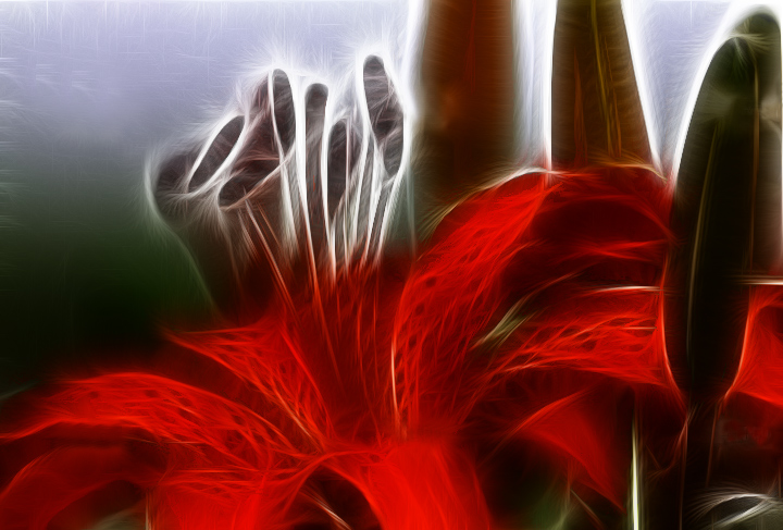 Asiatic Lily