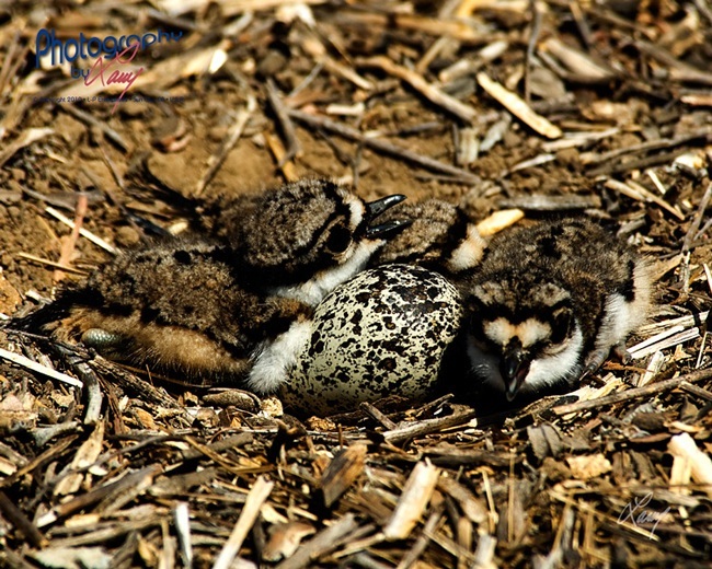 Killdeer Chicks