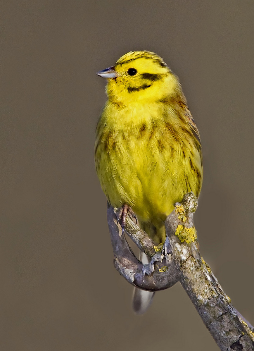 Yellowhammer