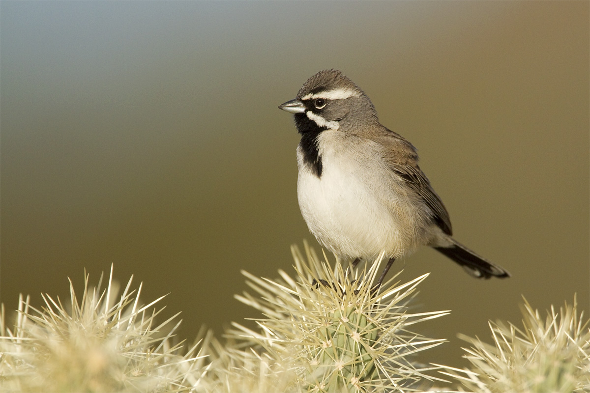 Black-throated Sparrow