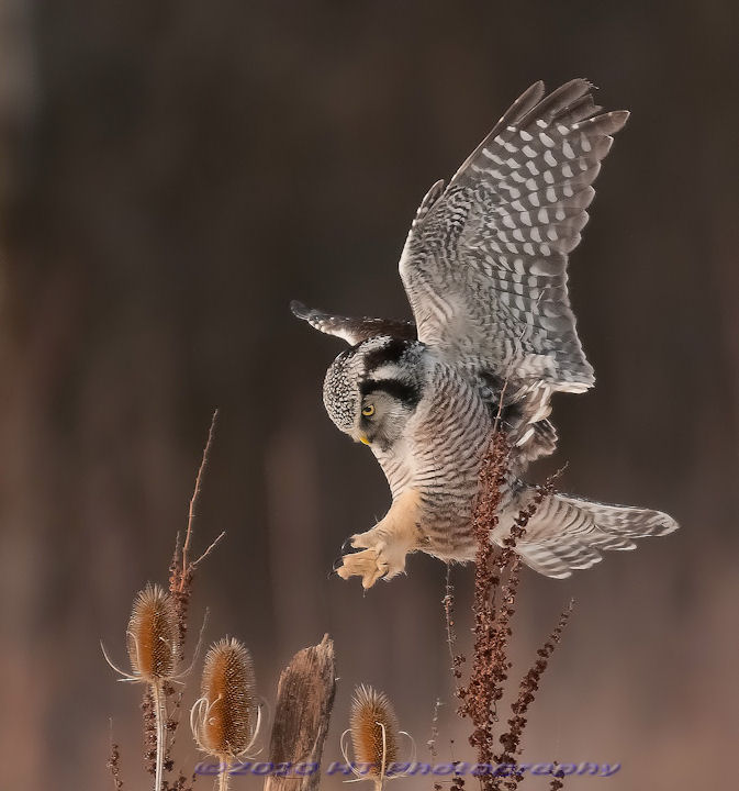 Pinpoint Landing