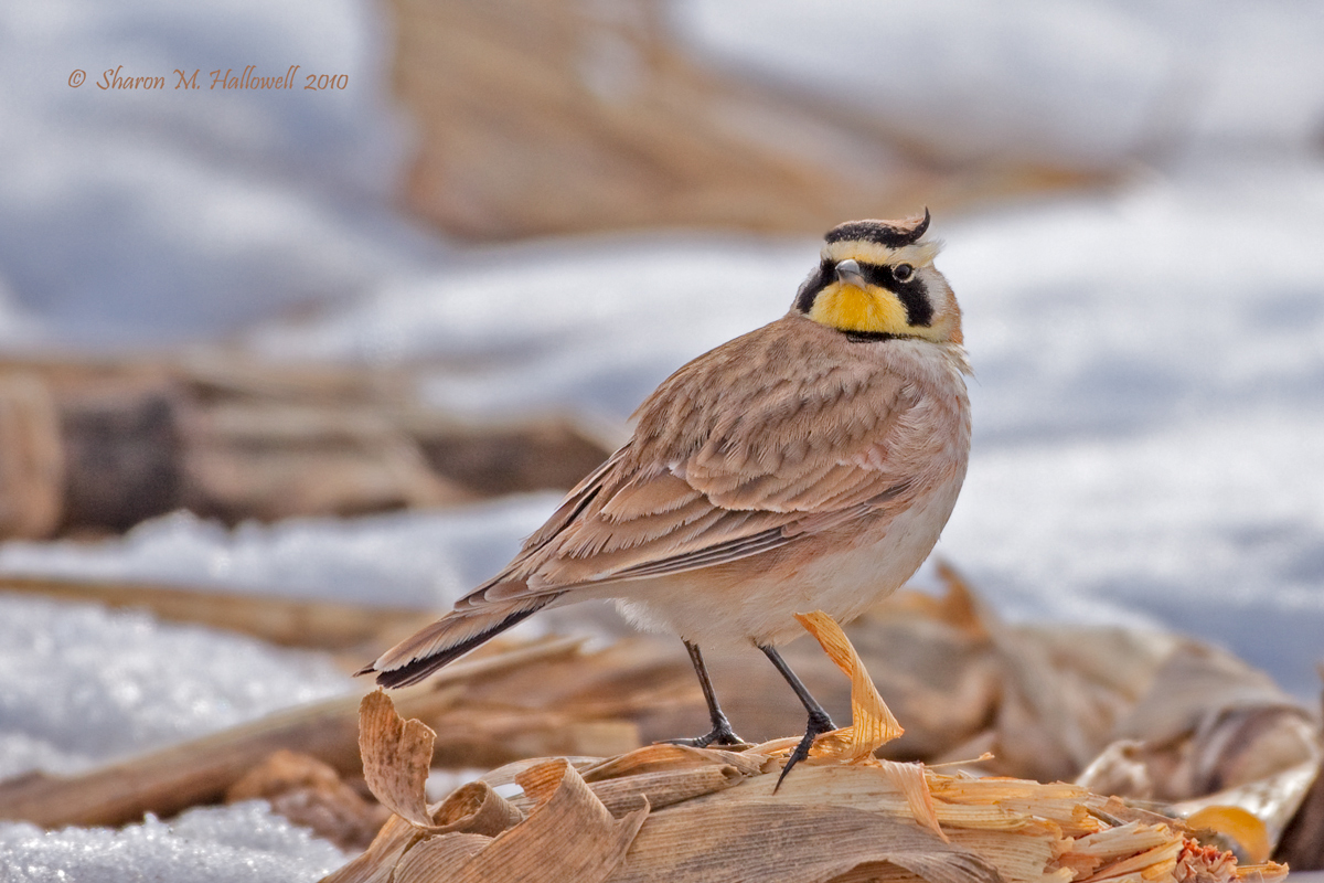 Horned Lark
