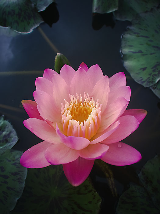 Lotus Flower
