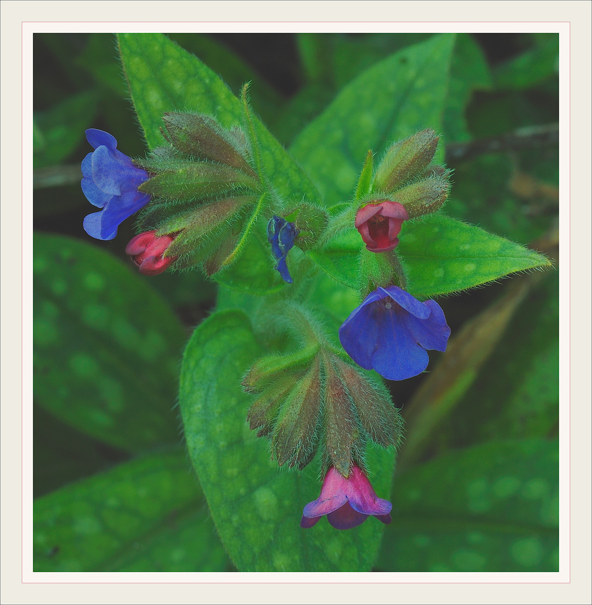 Pulmonaria