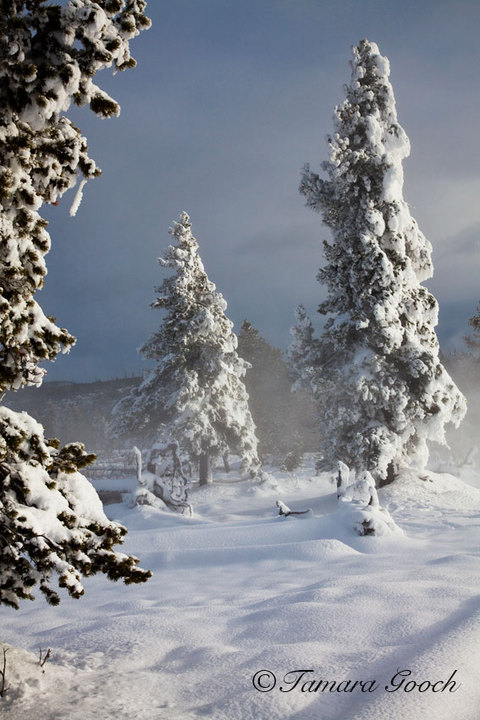 Ghost Trees