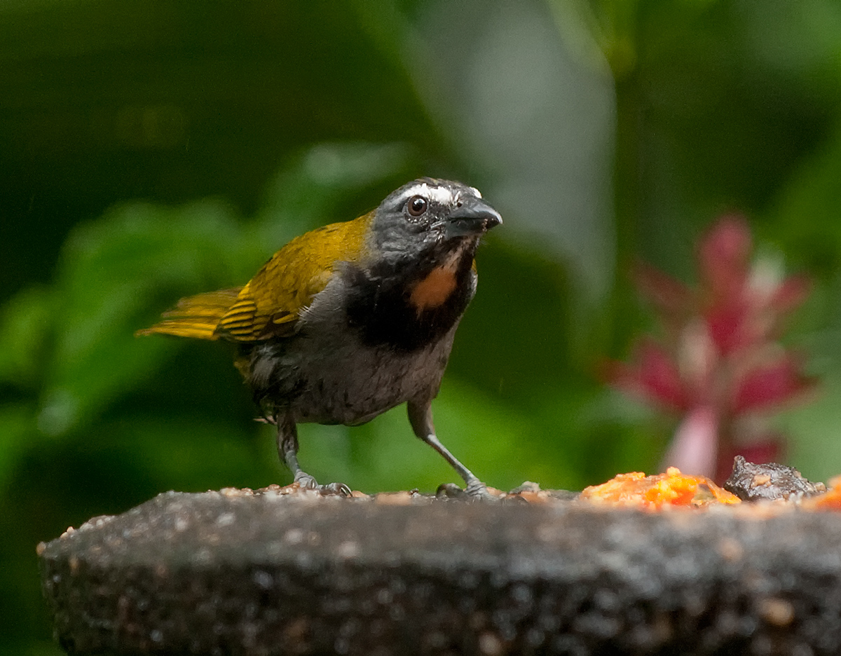 Buff-throated Saltidor
