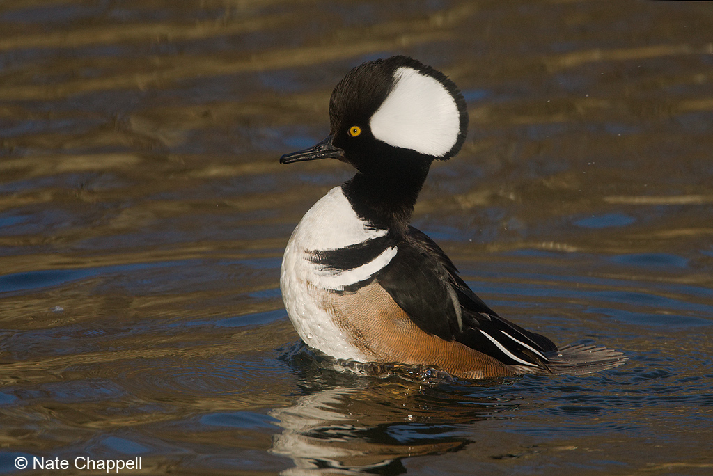 Hooded Merganser
