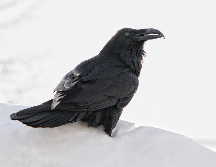 Raven