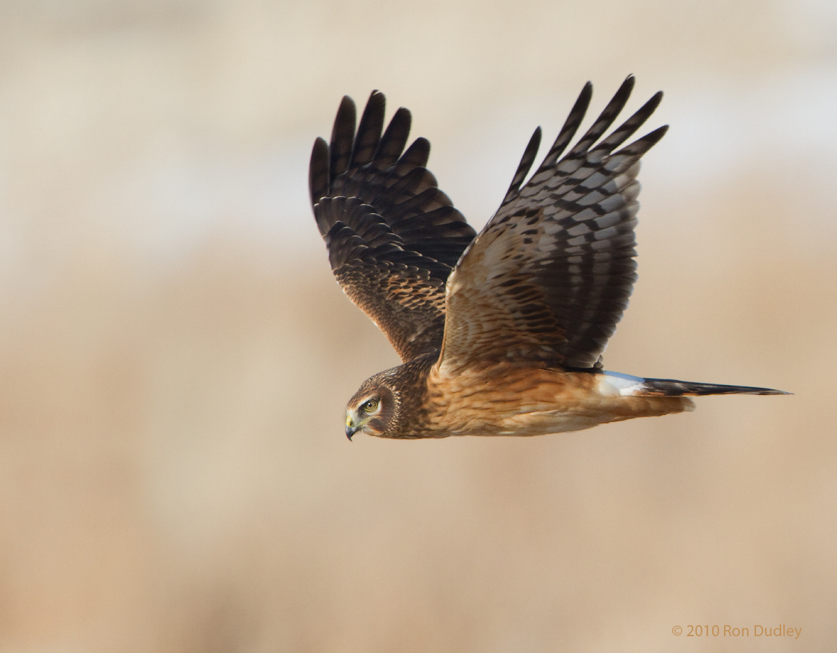 Northern Harrier
