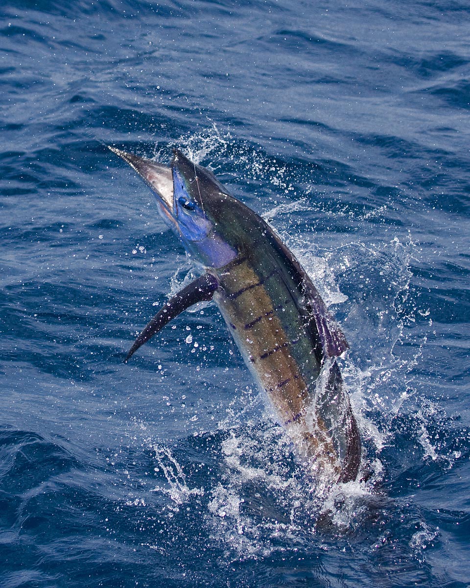 Snub Nosed Sailfish