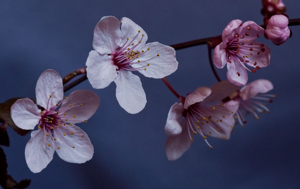 Cherry blossoms in Feb (Repost)