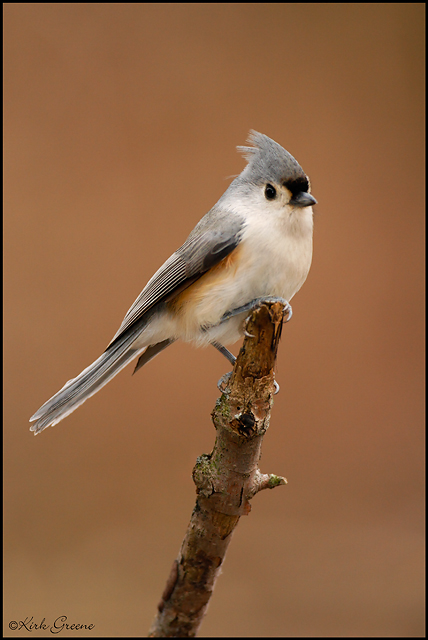 Tufted Titmouse