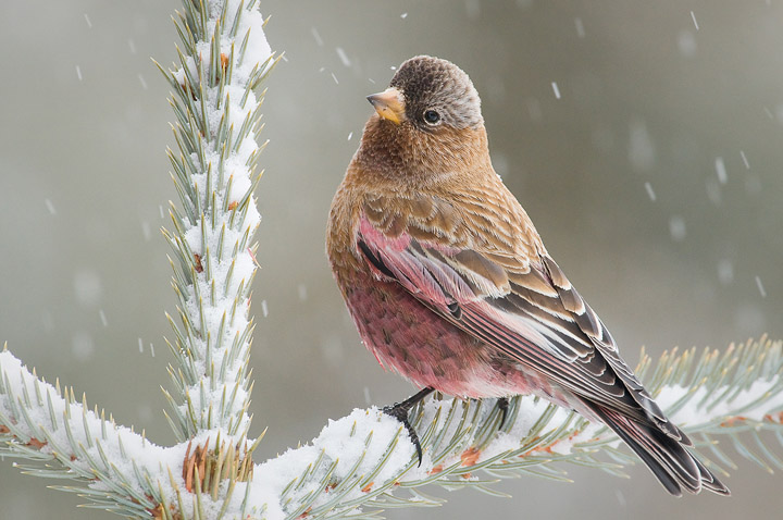 Brown-capped Rosy Finch