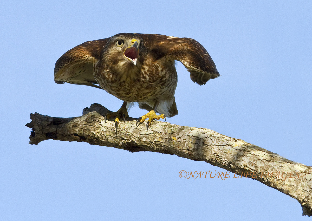 Cooper's Hawk? W/REPOST for ID