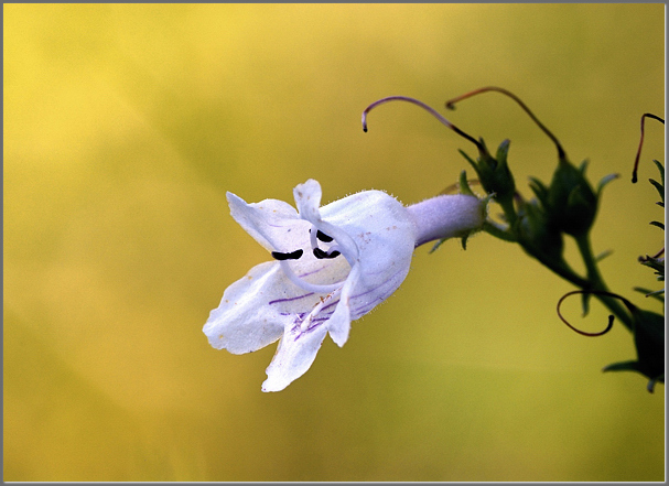 Sunset with beardtongue
