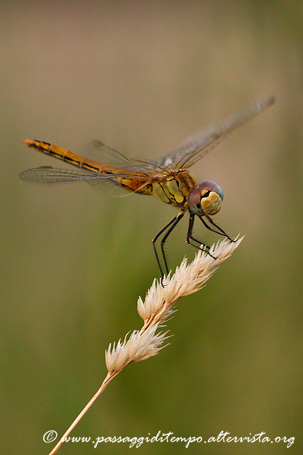 Dragon...fly WC420