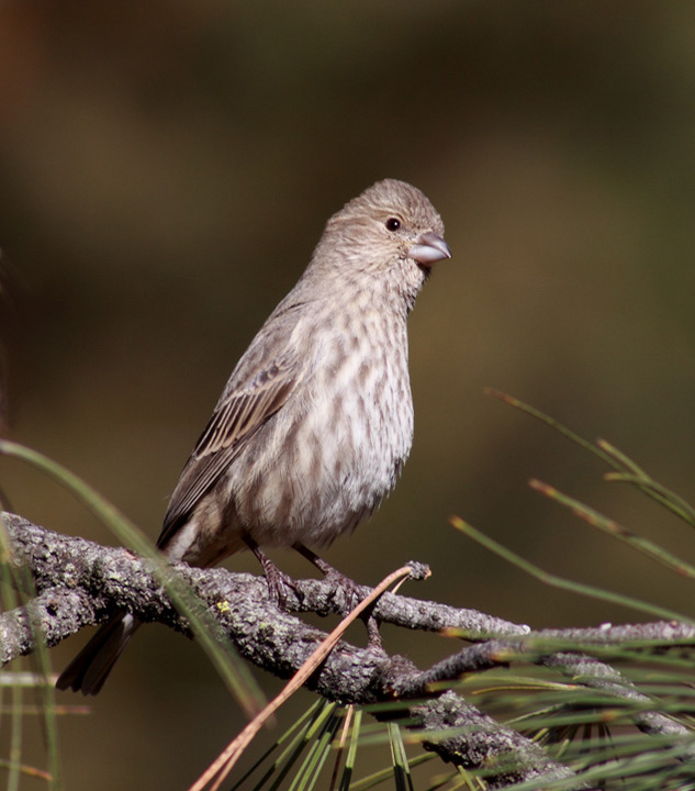 Cassin's Finch