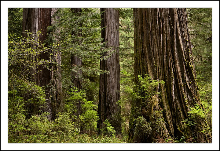 Redwoods Revisited
