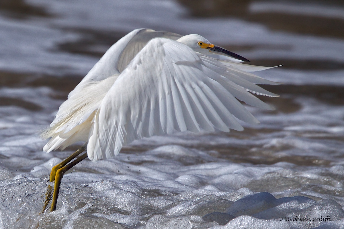 Egret as Angel